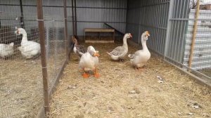 Холмогорские гуси