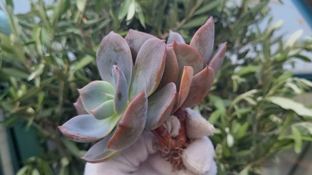 Echeveria Purple Tint смотреть онлайн