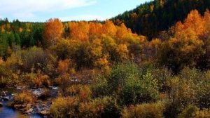 Где-то багульник на сопках цветет. Природа Забайкалья