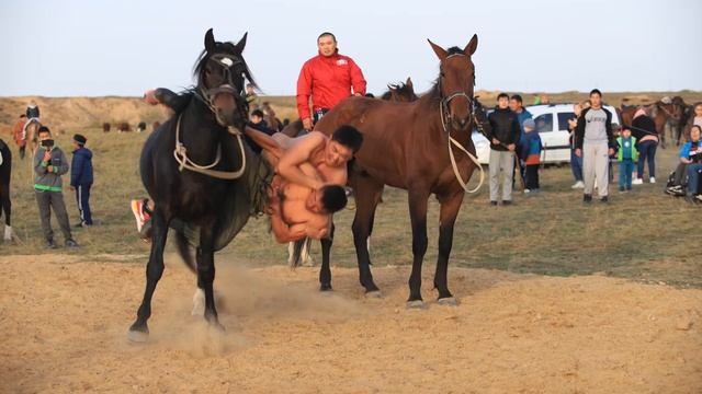 24 сентября в п. Улан Эрге фестиваль «Кони Эпоса» посвящённый калмыцкой породе лошадей смотреть онлайн