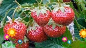 Земляника садовая Брайтон. Краткий обзор, описание характеристик fragaria ananassa Braiton