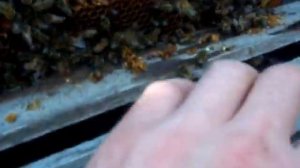 Пчелы ( Карпатка)