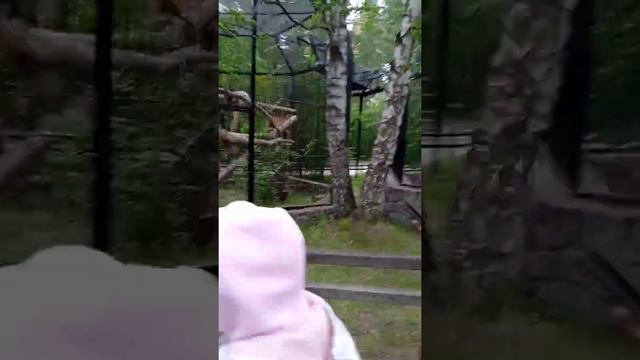 зоопарк в Новосибирске часть 3 смотреть онлайн
