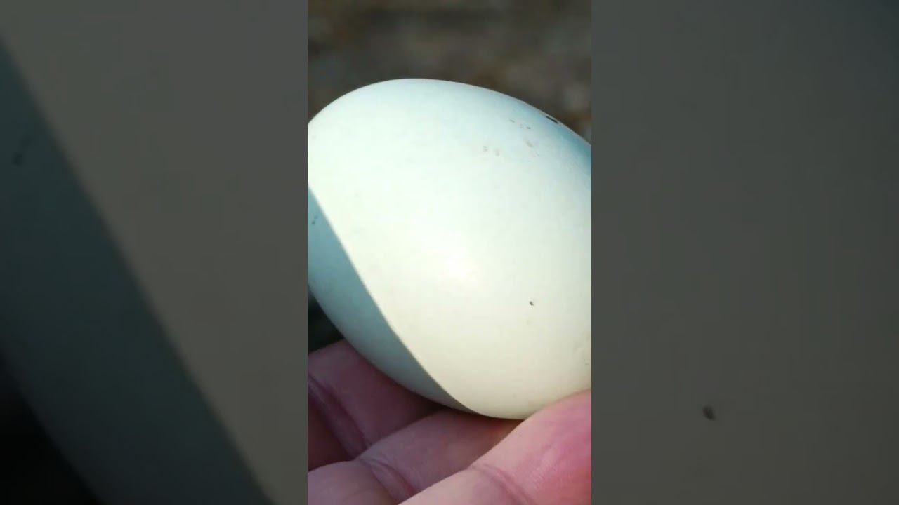 Новые куры смотреть онлайн