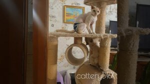 devon rex cats / crazy / love #devonrex #elf #cats