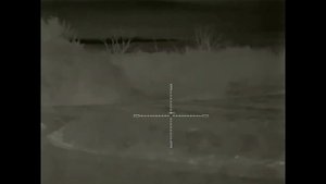 Охота на шакала ночью, идут на манок.