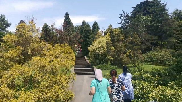 дендрарий смотреть онлайн