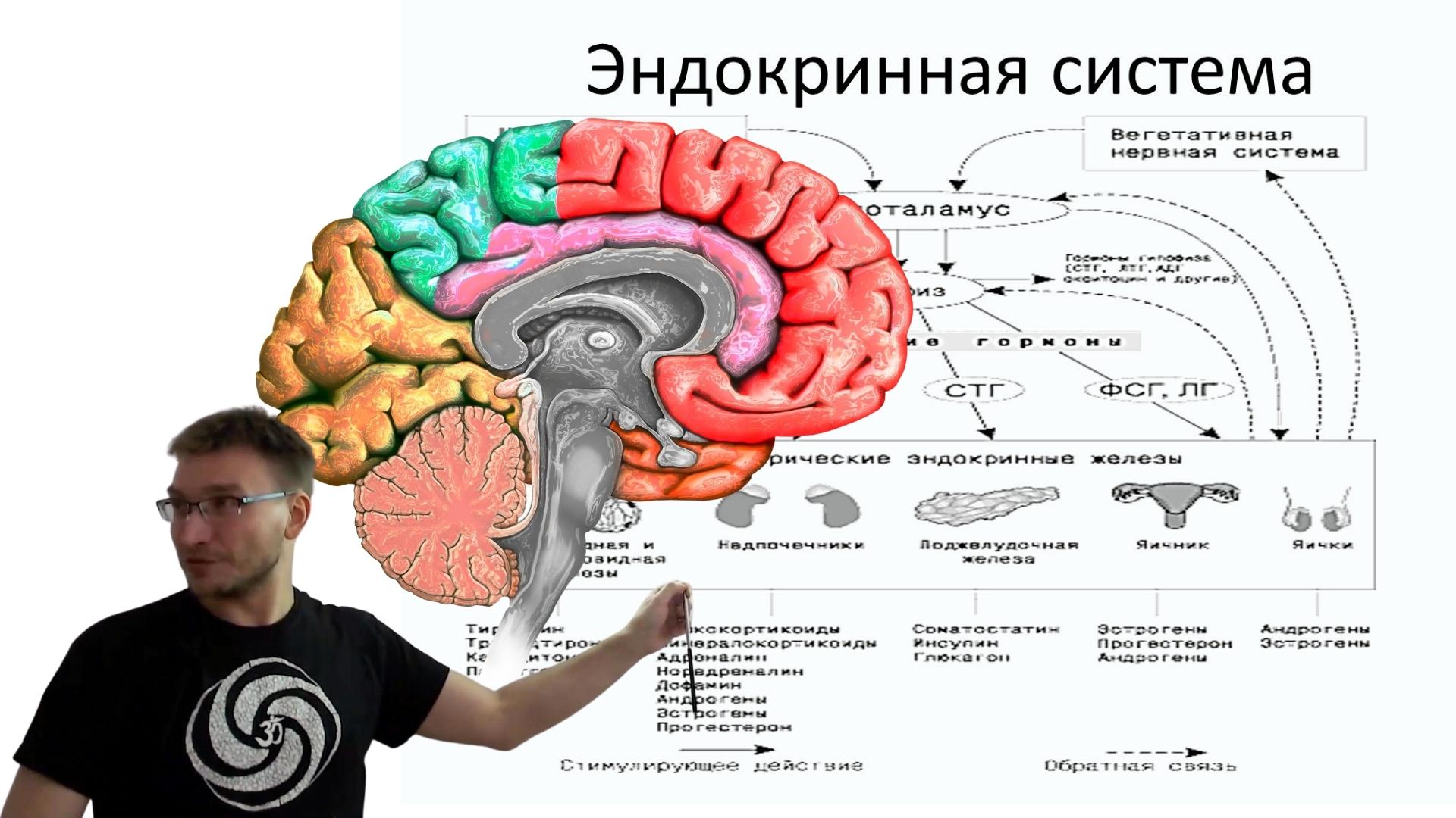 2.17. Лекция. Эндокринная система