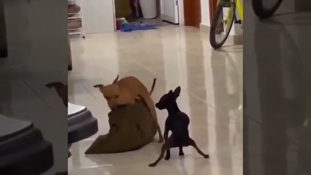 хороший тренер