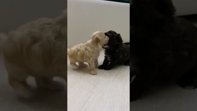 Мальтипу малыши , растём , Maltypoo крови Корея