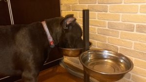 Кане Корсо - воспитание заложено с молоком мамы !