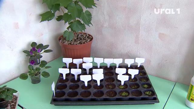 Эксперты рассказали, как в челябинской квартире вырастить огород смотреть онлайн