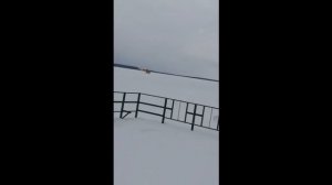 Полет самолета "Птенец-2"