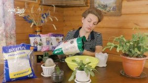 Обильное цветение Декабриста  гарантировано! Как пересадить кактус Декабрист.