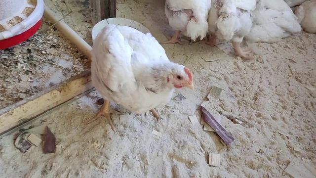 Как уживаются месячные бройлеры и двухмесячные курочки пород бройлерной группы. смотреть онлайн