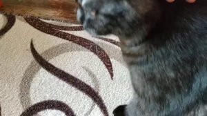 Чем кормить британских кошек