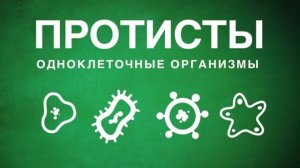 Классификация живых организмов