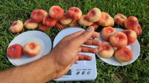 Персик Сатурн !!! Peach Saturn !!!