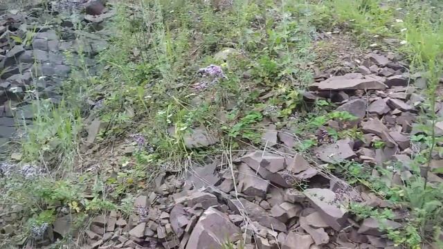 #Душица, матрёшка, лекарственная трава Сбор трав в июле смотреть онлайн