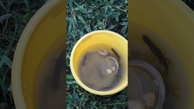 Ловим тритонов! смотреть онлайн