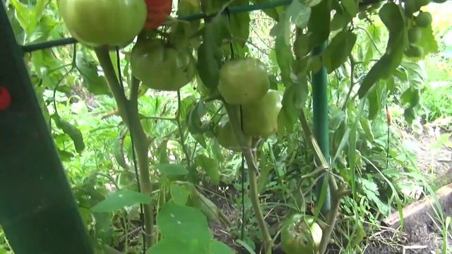 Высокорослые  крупные  помидоры до 1 кг реальность, но есть условия..