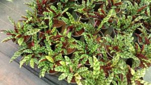 Calathea insignis, also called Goeppertia insignis Rattlesnake plant native to Rio de Janeiro Brazi