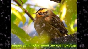 Пение лесной Завирушки