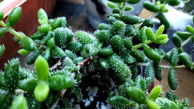 10 SUCULENTAS VERDES Y SUS NOMBRES (RETO) смотреть онлайн