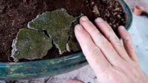 First Bonsai Pot for a 5 Tree Forest of 'Ficus salicaria'