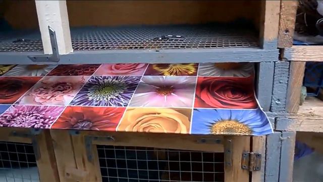 Дневной обзор , кролики и строительство клеток . смотреть онлайн