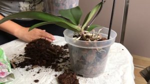 Новая орхидея | Субстрат из собранной коры | Пересадка орхидеи