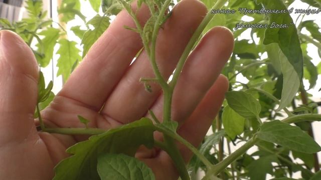 Томаты зацветают не кормите азотом, опрысните специальными препаратами.. смотреть онлайн