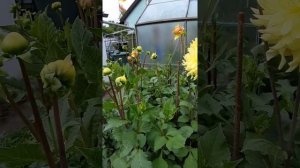 Георгин Хартс Бони. Георгин  Hart's  Bonnie.  Желтые георгины. Крупноцветковые георгины.