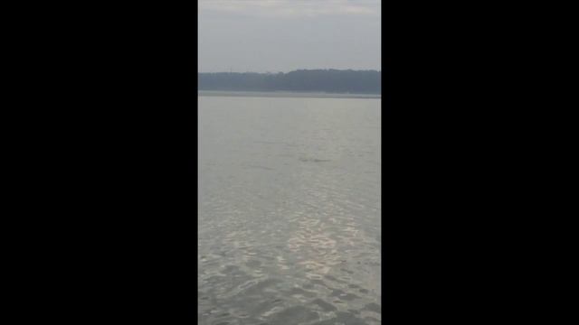 Карп на озере Бисерово