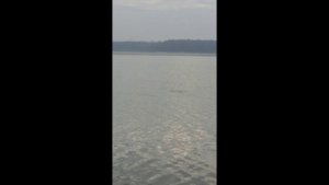 Карп на озере Бисерово