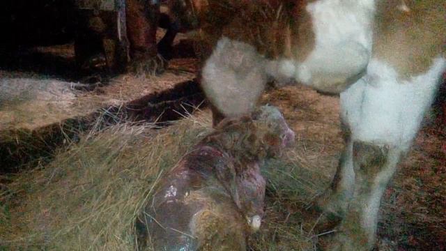 отел у коровы смотреть онлайн