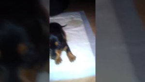 Месячный щенок таксы