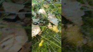 мацутаке в амурской области