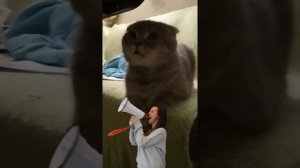 Как отучить кошку кричать?