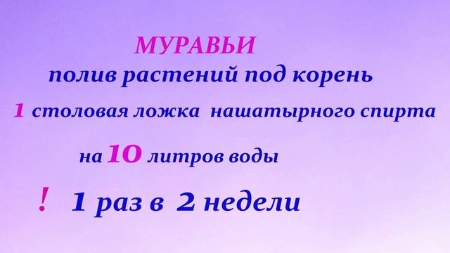 ТЛЯ и муравьи на арбузах.Безопасные и доступные средства для обработки, не имеющие "время ожидания смотреть онлайн