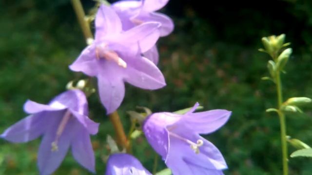 КОЛОКОЛЬЧИКИ ЦВЕТУТ, синие колокольчики Campanula "little bell"