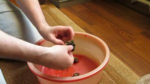 Мох на лаве