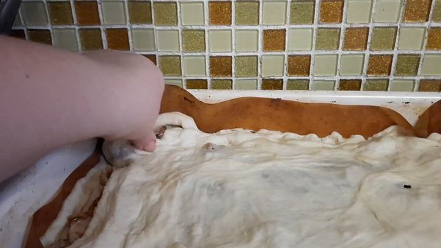 Пирог с курицей, грибами и луком. И наш вариант хот догов. Очень вкусно.