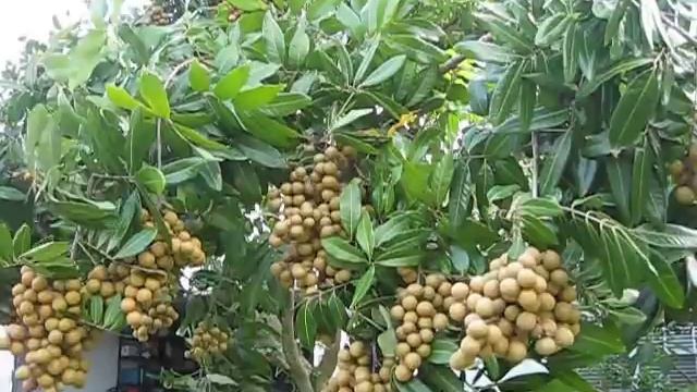 Can we grow LONGAN fruit tree in Central Florida? YOU MUST SEE | Garden MVI 0146 смотреть онлайн