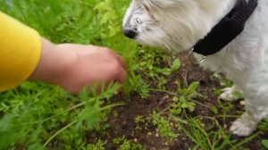 TINY BUNNY В РЕАЛЬНОЙ ЖИЗНИ | 24 ЧАСА В СТАРОМ САРАЕ С КОТАМИ И СОБАКОЙ