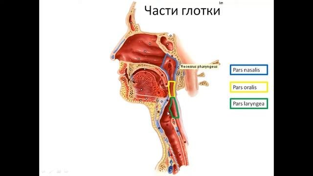 Пищеварительная система. Занятие №1.