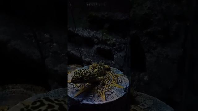 Ночная прогулка#экзотическийпитомец #эублефар #домашниеживотные