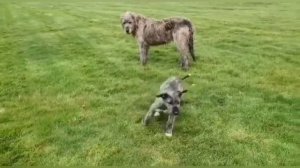 Irish wolfhound facts || Irish wolfhound breed information