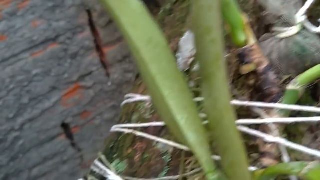 Dicas Dona Maria - Qual é a planta que mais te encanta? смотреть онлайн