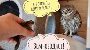 Борьба с сычом Лучиком, смотр носа жабы и выпуск её на волю. У совы Ёлки покраснел виноград